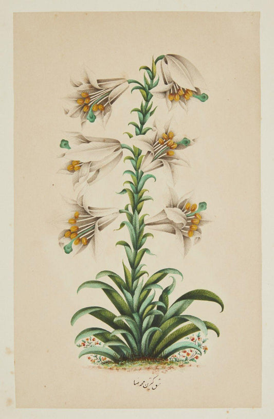 Muhammed Rezai, a lily and a poppy, Qajar Iran, ca. 1750-1850.