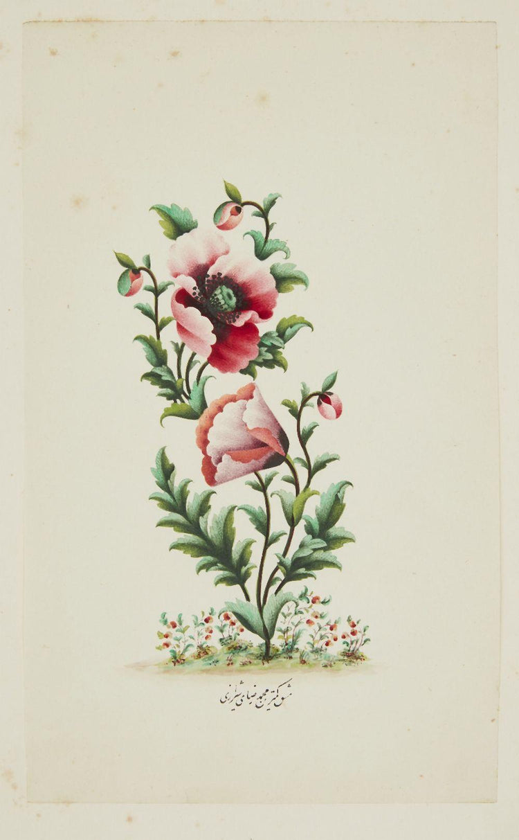 Muhammed Rezai, a lily and a poppy, Qajar Iran, ca. 1750-1850.