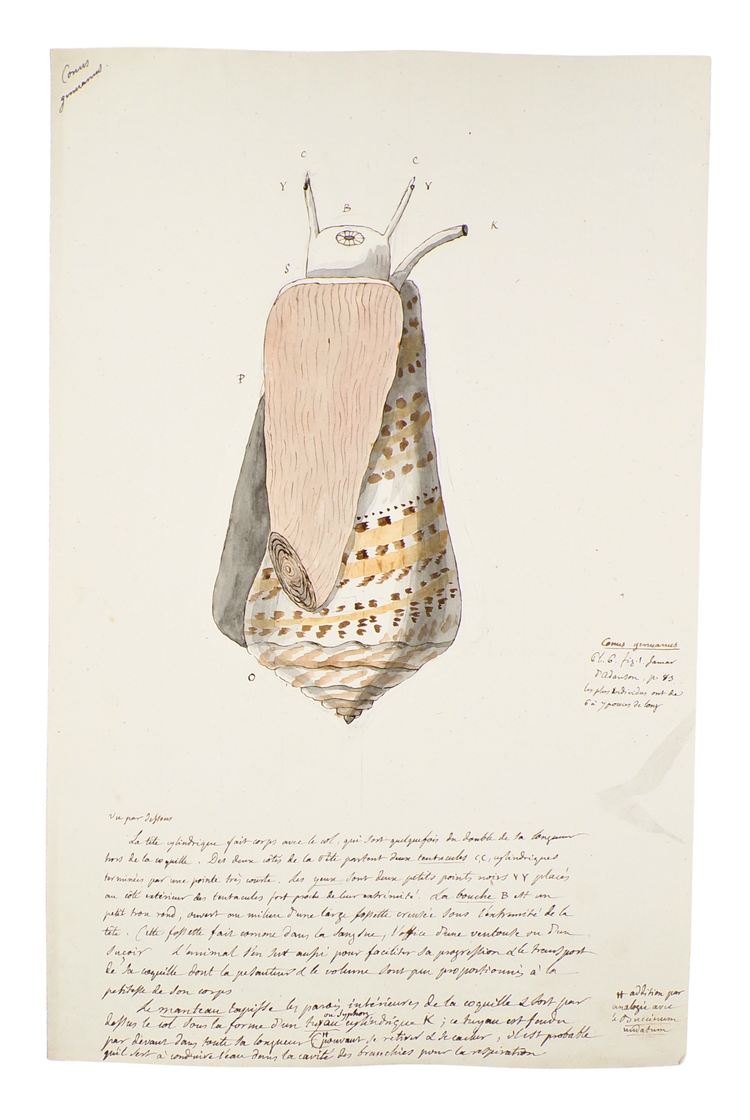 The discovery of the geology of Britain