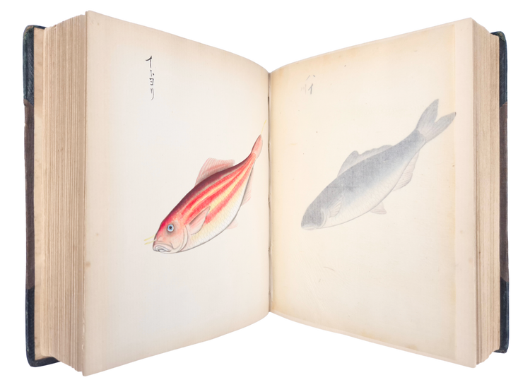 Over 250 drawings of Japanese flora and fauna in a Western pictorial style