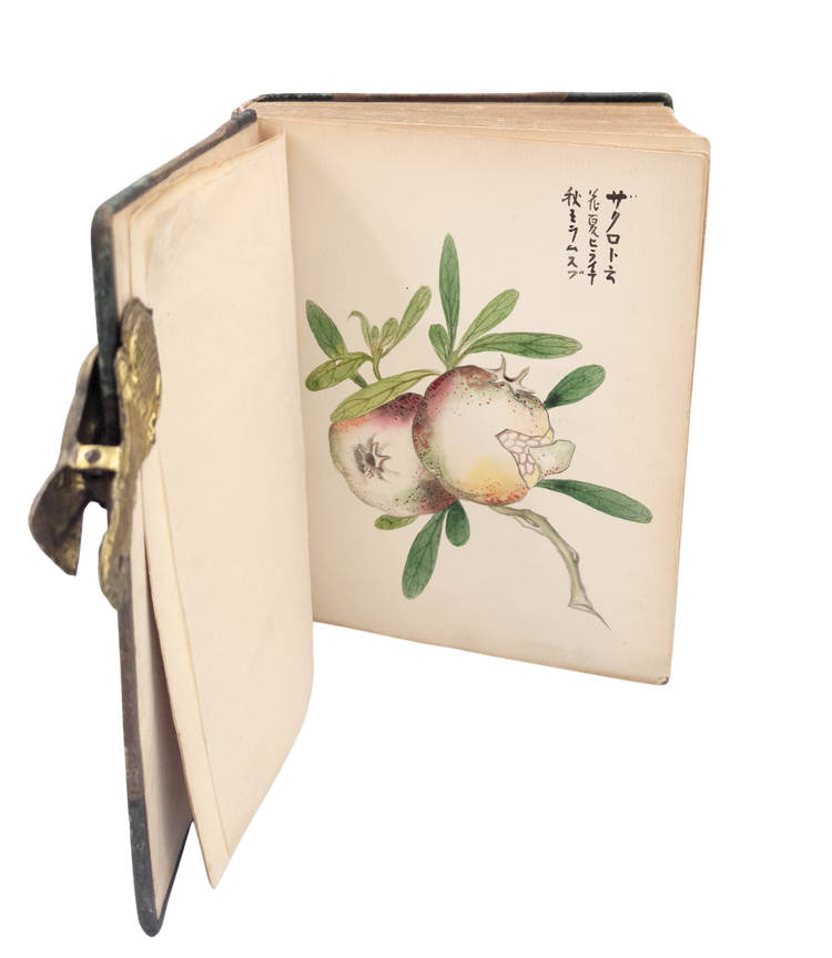 Over 250 drawings of Japanese flora and fauna in a Western pictorial style