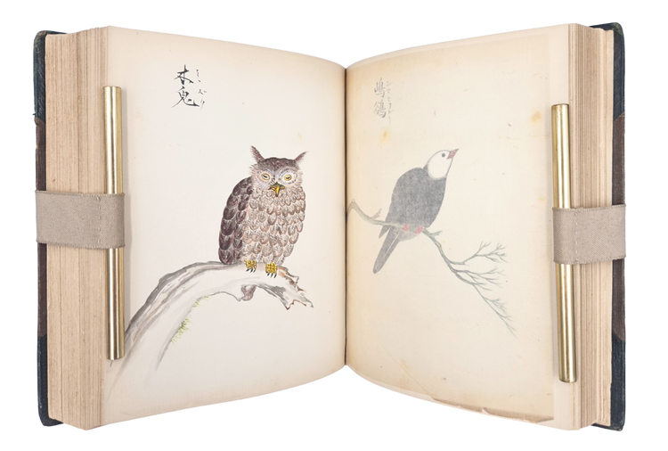 Over 250 drawings of Japanese flora and fauna in a Western pictorial style