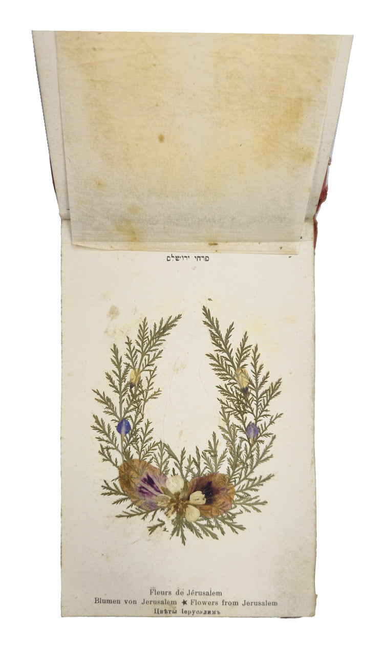 The Holy Land’s flora in women’s hands