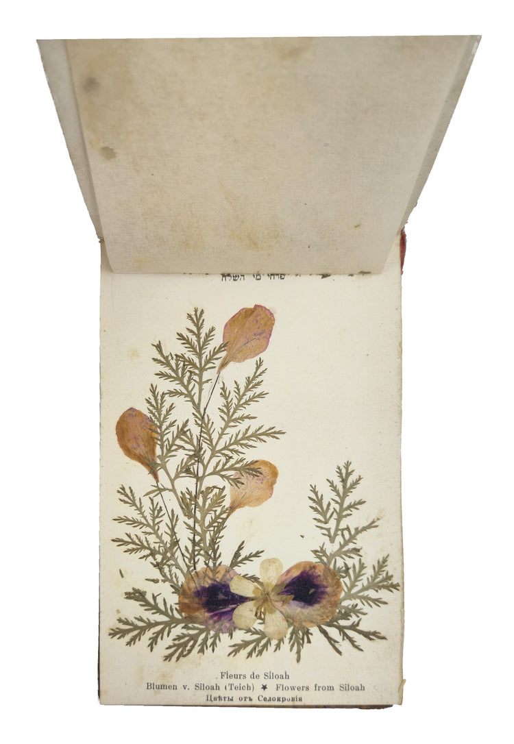 The Holy Land’s flora in women’s hands