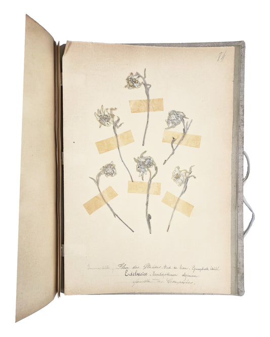 Six edelweiss specimens with handwritten French and Latin captions in the Herbier de bibliothèque.