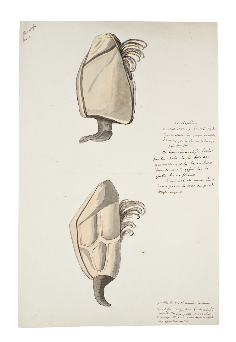 The discovery of the geology of Britain