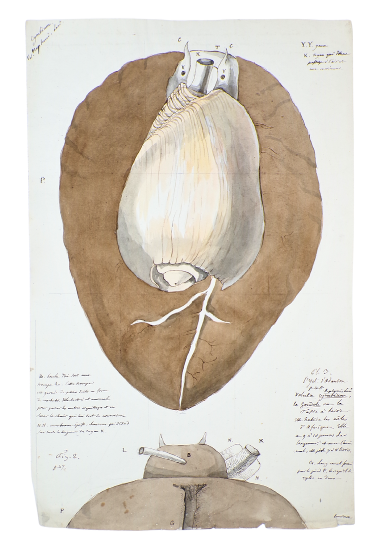 The discovery of the geology of Britain