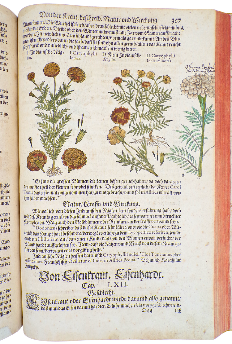 With 23 botanical drawings and anecdotal notes by Camerarius himself