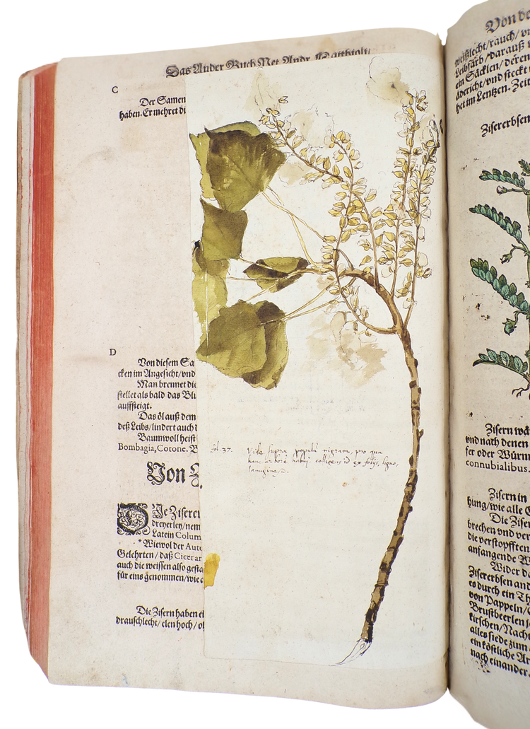 With 23 botanical drawings and anecdotal notes by Camerarius himself