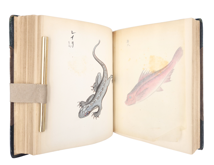 Over 250 drawings of Japanese flora and fauna in a Western pictorial style