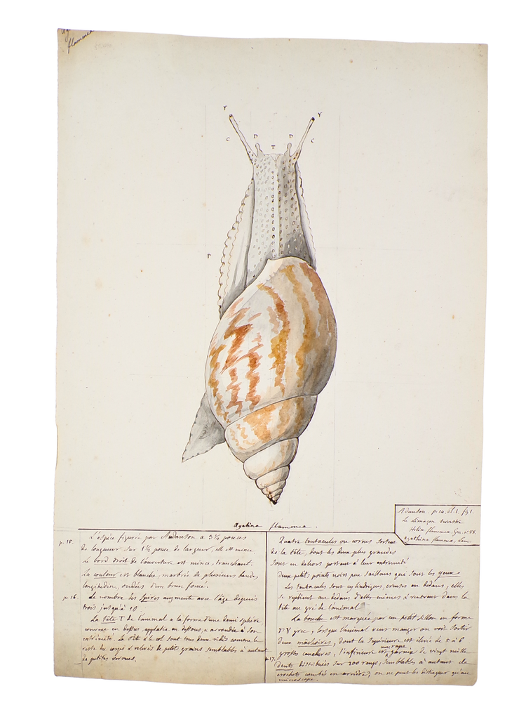 The discovery of the geology of Britain