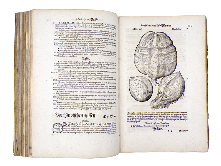 Clutius; Mattioli, New Kreüterbuch, 1563.