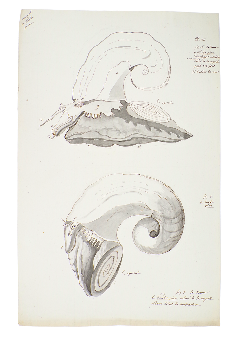 The discovery of the geology of Britain