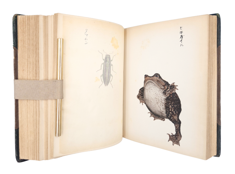 Over 250 drawings of Japanese flora and fauna in a Western pictorial style