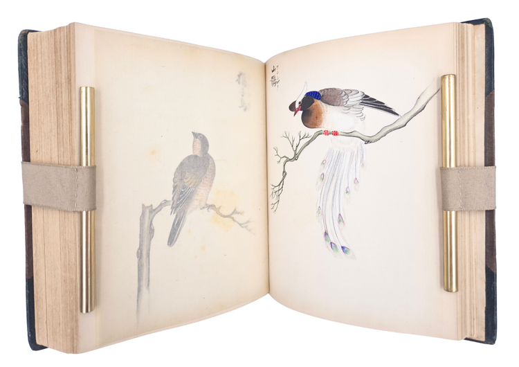 Over 250 drawings of Japanese flora and fauna in a Western pictorial style