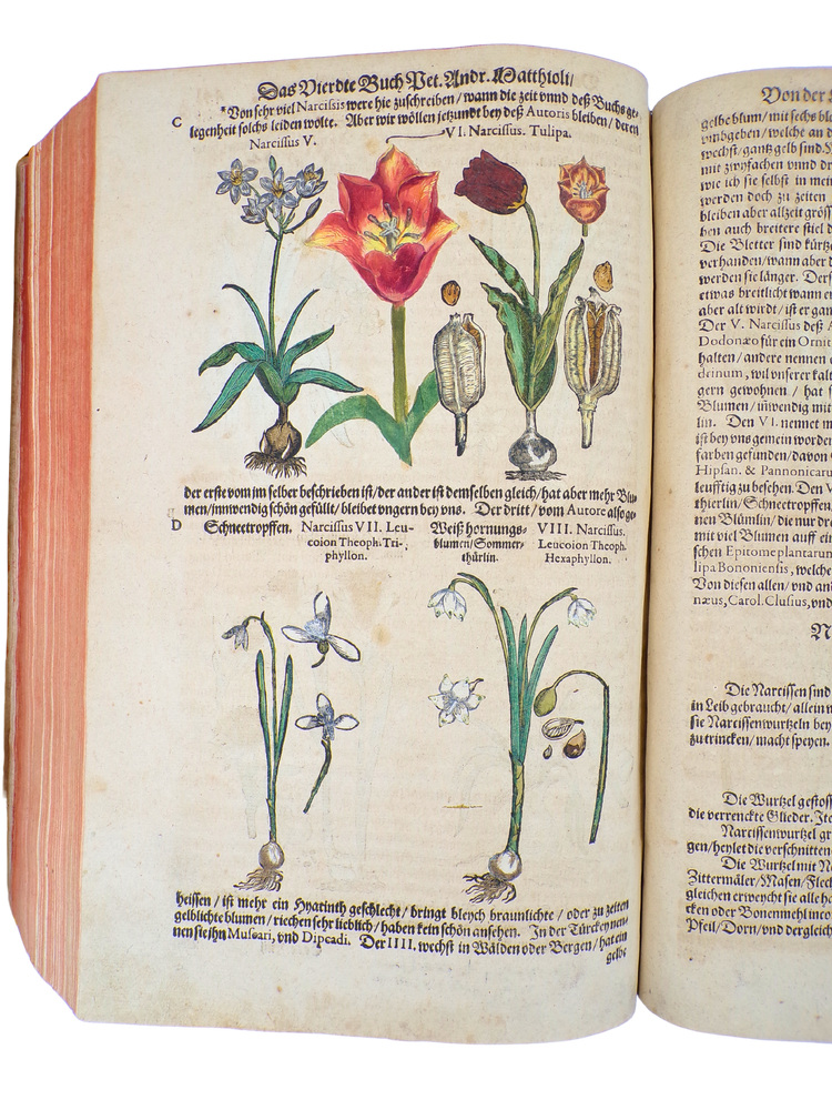 With 23 botanical drawings and anecdotal notes by Camerarius himself