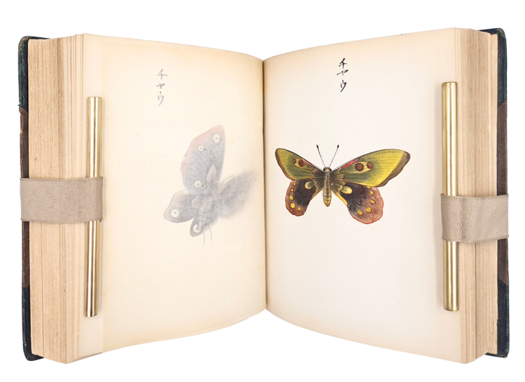 Over 250 drawings of Japanese flora and fauna in a Western pictorial style
