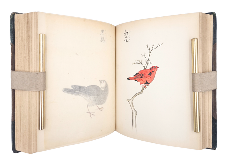 Over 250 drawings of Japanese flora and fauna in a Western pictorial style