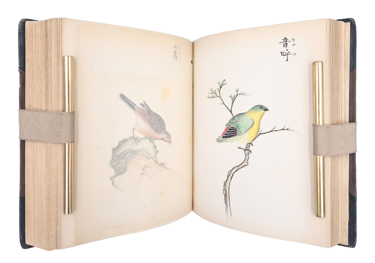 Over 250 drawings of Japanese flora and fauna in a Western pictorial style