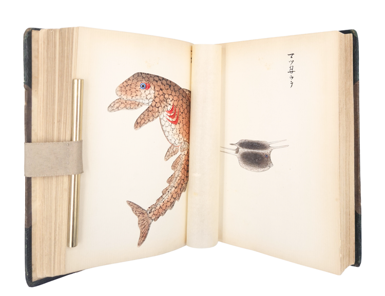 Over 250 drawings of Japanese flora and fauna in a Western pictorial style