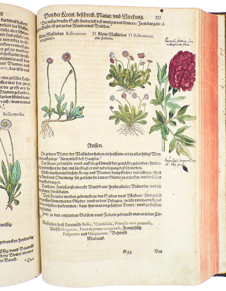 With 23 botanical drawings and anecdotal notes by Camerarius himself