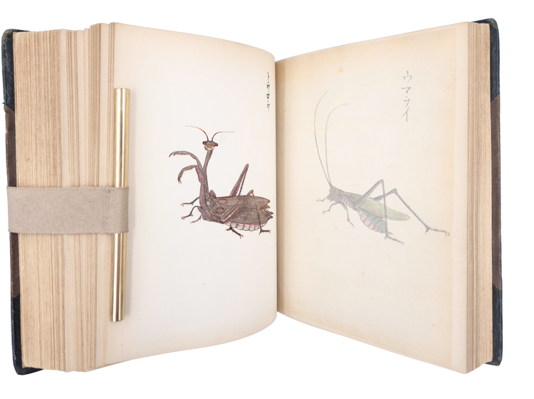 Over 250 drawings of Japanese flora and fauna in a Western pictorial style