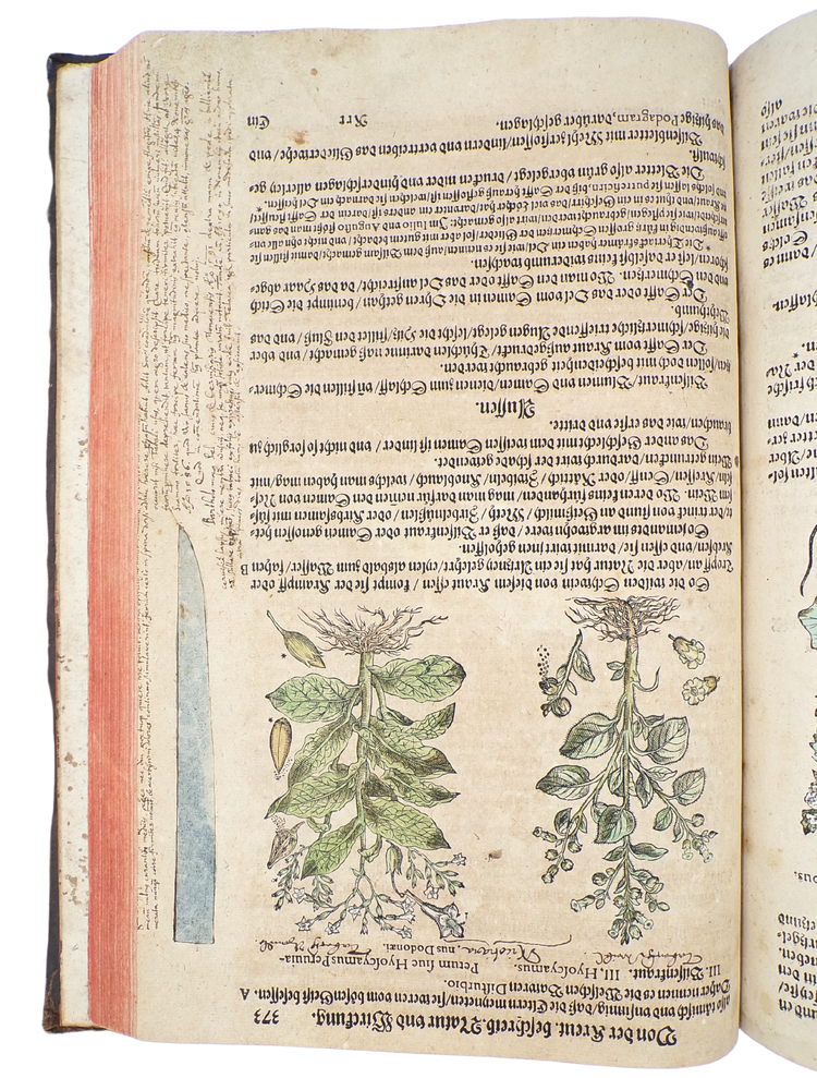 With 23 botanical drawings and anecdotal notes by Camerarius himself