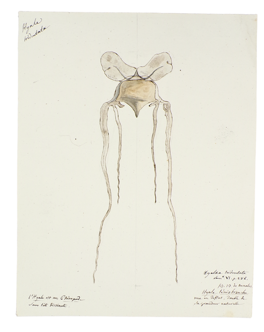 The discovery of the geology of Britain