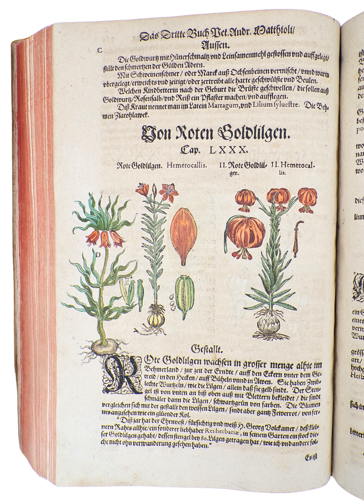 With 23 botanical drawings and anecdotal notes by Camerarius himself