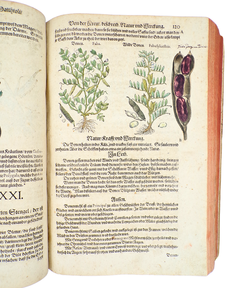 With 23 botanical drawings and anecdotal notes by Camerarius himself