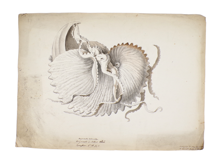 The discovery of the geology of Britain